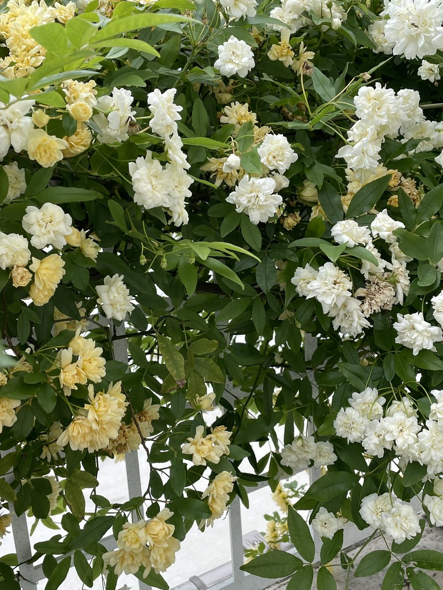 かがみほ tweet media