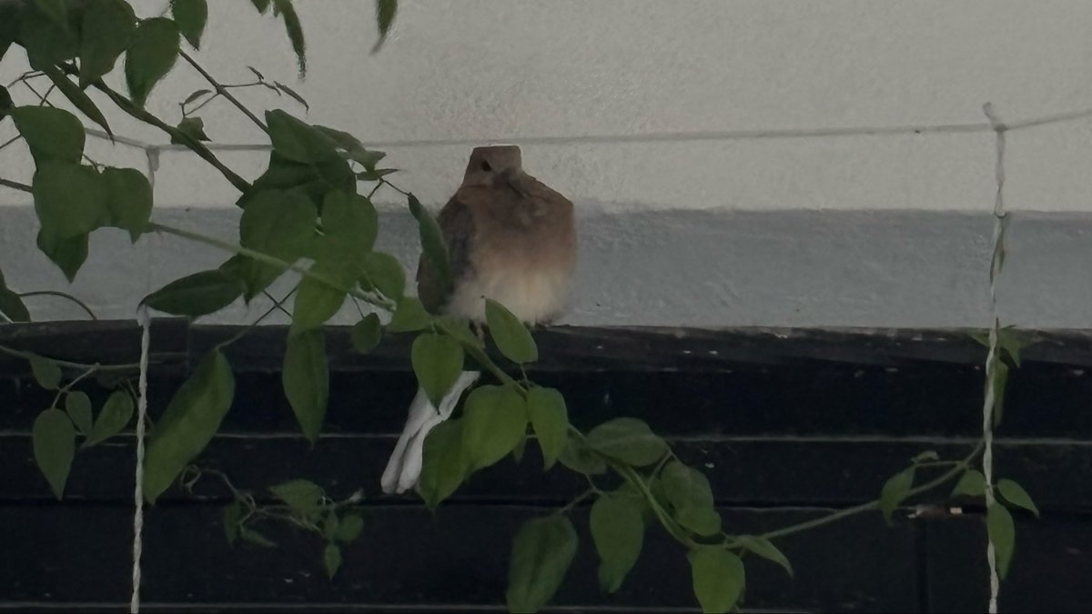 BASHAYER tweet media