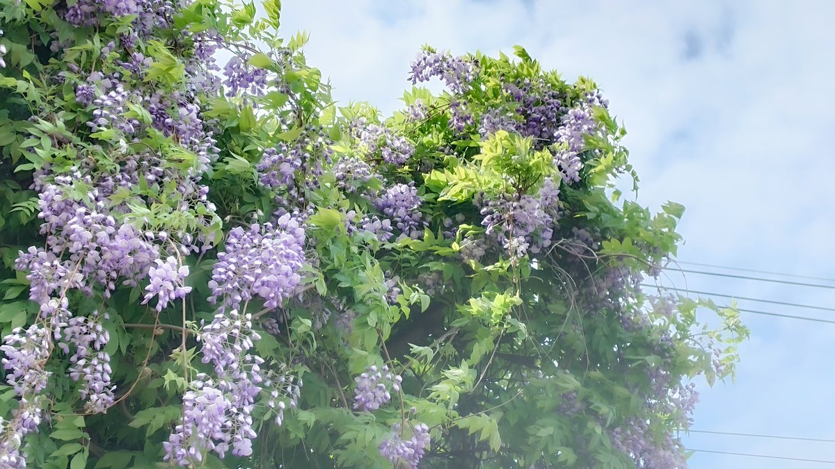Hasimocchi's tweet photo. 近所の公園の片隅にひっそりとある
藤の木まで散歩

藤の花が散るとこはじめて見た https://t.co/8yW1kWPtvY