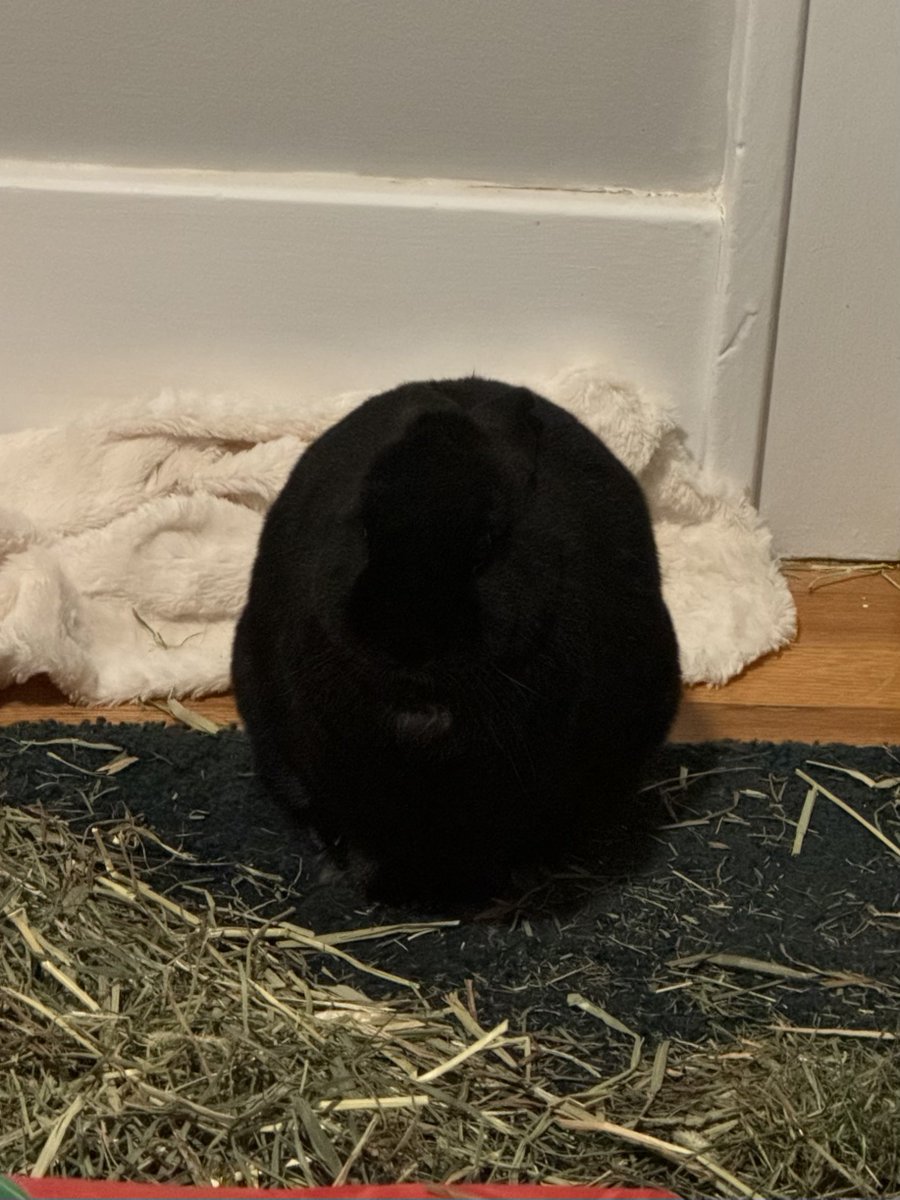 Mary Rose 🎉🎊 tweet media