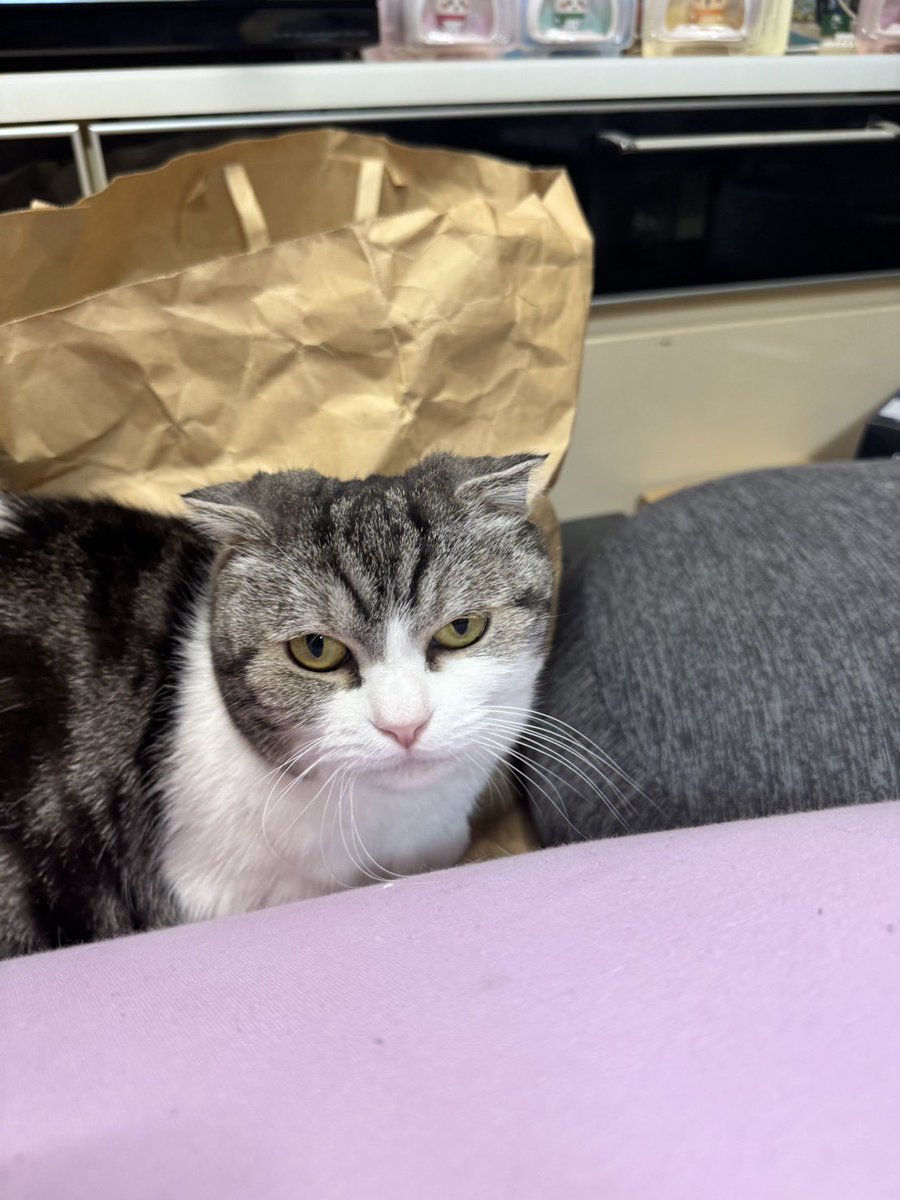 にぃとん@Deerton tweet media