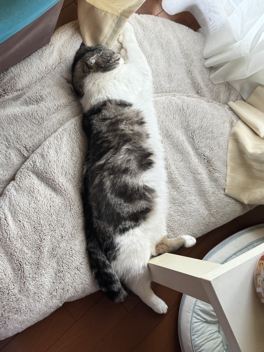 にぃとん@Deerton tweet media