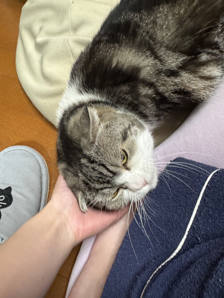 にぃとん@Deerton tweet media