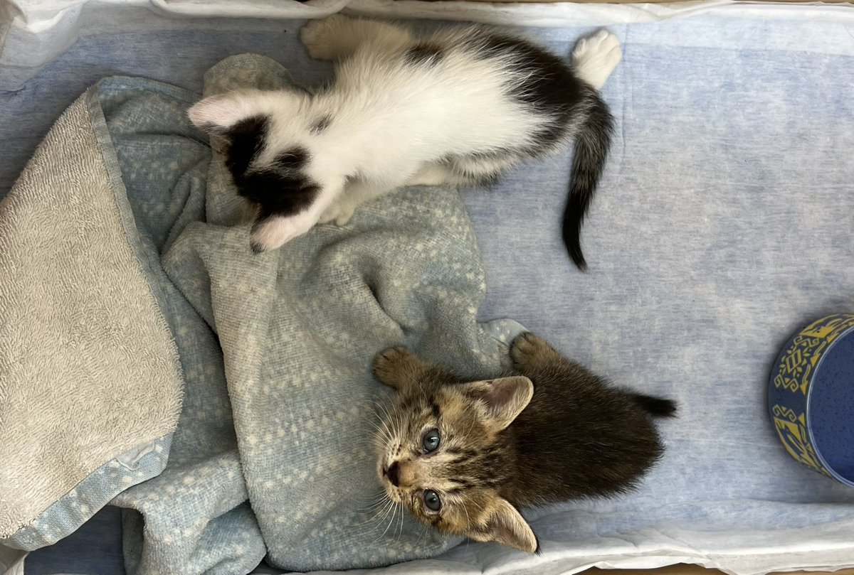 キジトラ・コタローのウキウキDAYS!! tweet media