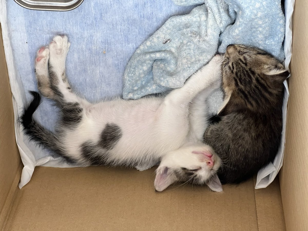 キジトラ・コタローのウキウキDAYS!! tweet media