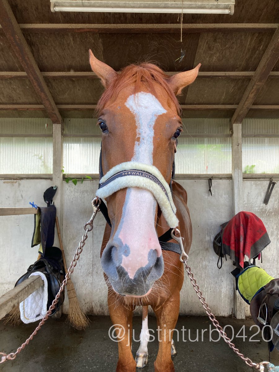 GOGOターボさん（ジャスティンターボ） tweet media