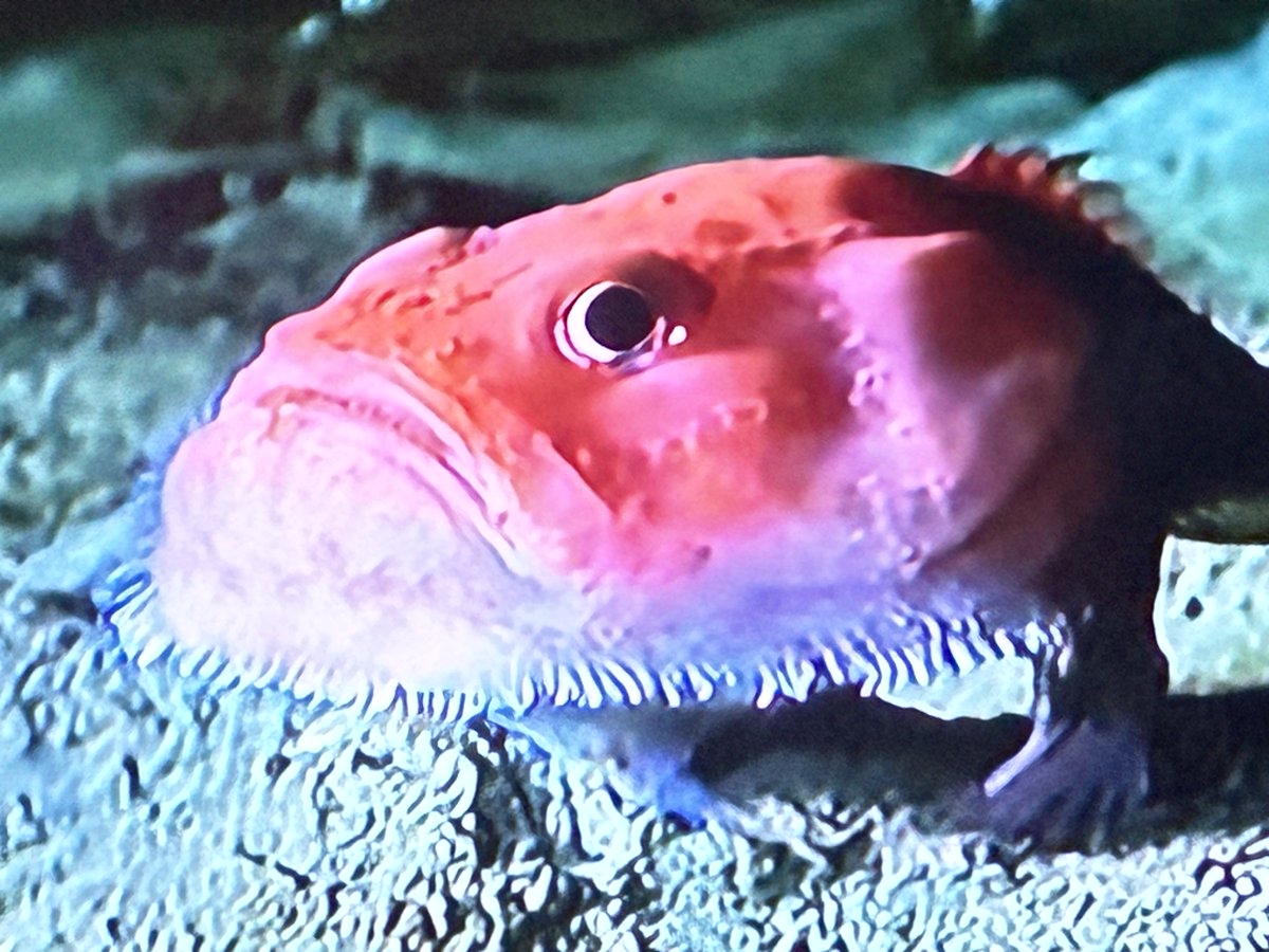 Revv WazaSlime777 tweet media