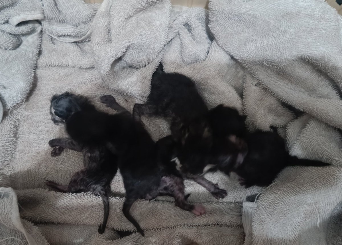 LEA LESTARI 🧜‍♀️💙✨ SILUMAN LELE | #VCOSMIX tweet media