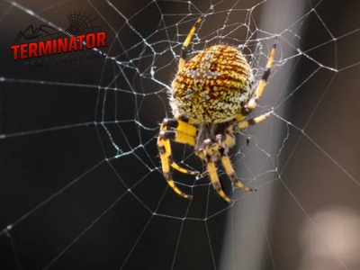 ABNewswire's tweet image. Terminator Pest Control Introduces The Essential Guide to Reliable Cambria Pest Management for Local Property Owners dlvr.it/TS8rsw #Business