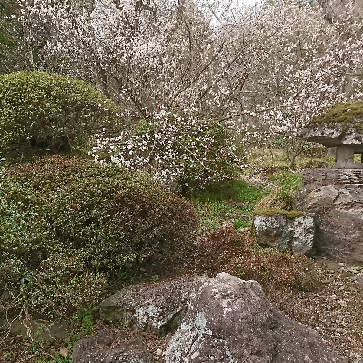 小林弥 tweet media