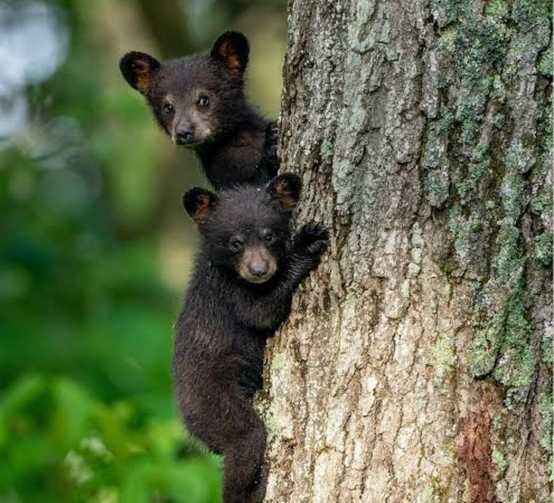 Where is Humanity..?
Trees being cut...

And
“animals who live in them are losing their homes”.

 #SaveTreesFromConcrete