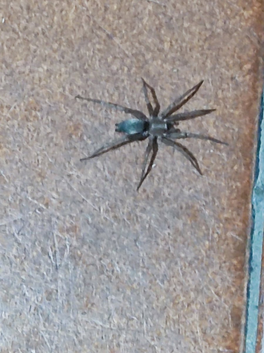 Nueva visitante en el piso de la cocina, fea como los pelos del sobaco de Juana Politizada, de 2 cm..

se vienen lluvias seguro.