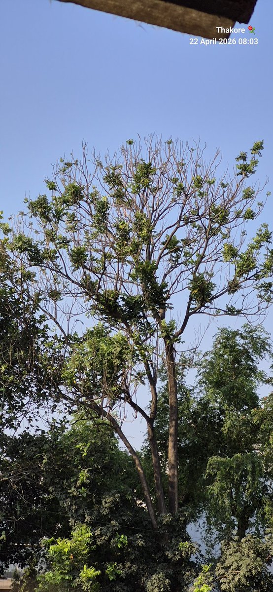 Gautam_Kore's tweet image. Lovely Surat morning !! #Wednesday