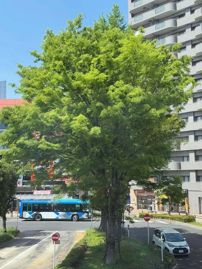 noanoa07's tweet photo. 4/20 #東久留米駅東口ロータリーの大ケヤキ 
あっという間に、葉で覆われました
#東久留米駅 #シンボルツリー #大欅 #大ケヤキ https://t.co/lVquZ9fPqI https://t.co/hJqw6G1yIu