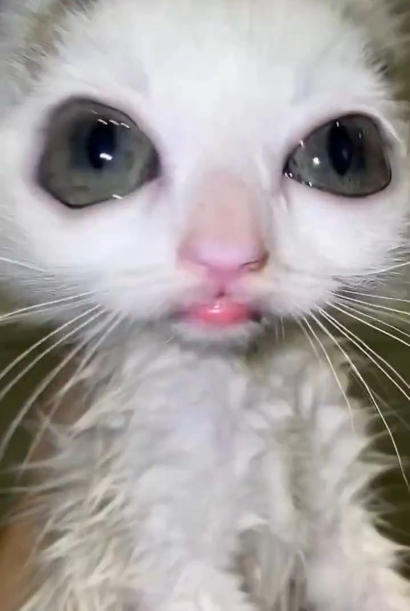 Ｐａｗｚｉｖａｌ tweet media