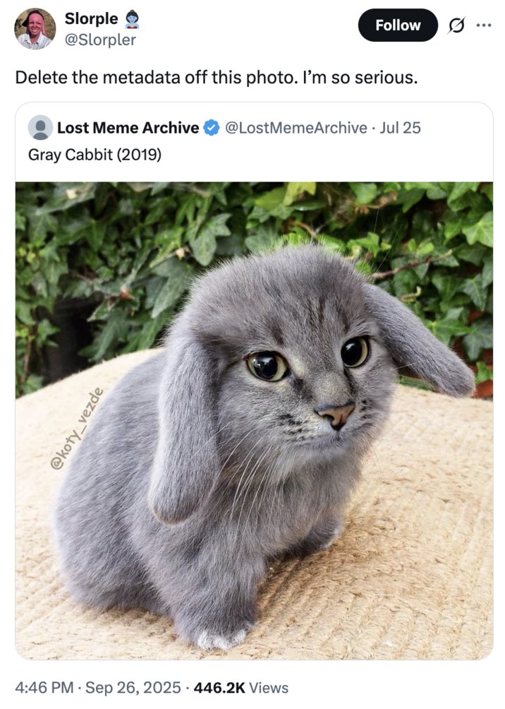 Sunny🐾🦴☀️ tweet media