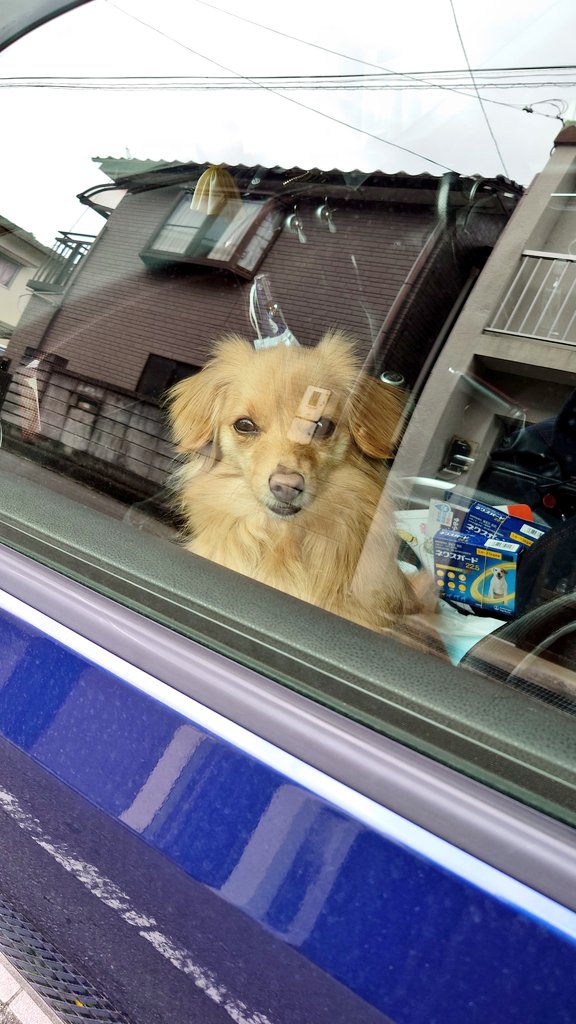 SACHi ((꜆꜄ ˙꒳˙)꜆꜄꜆人生楽しんでる人⛐⚝ tweet media