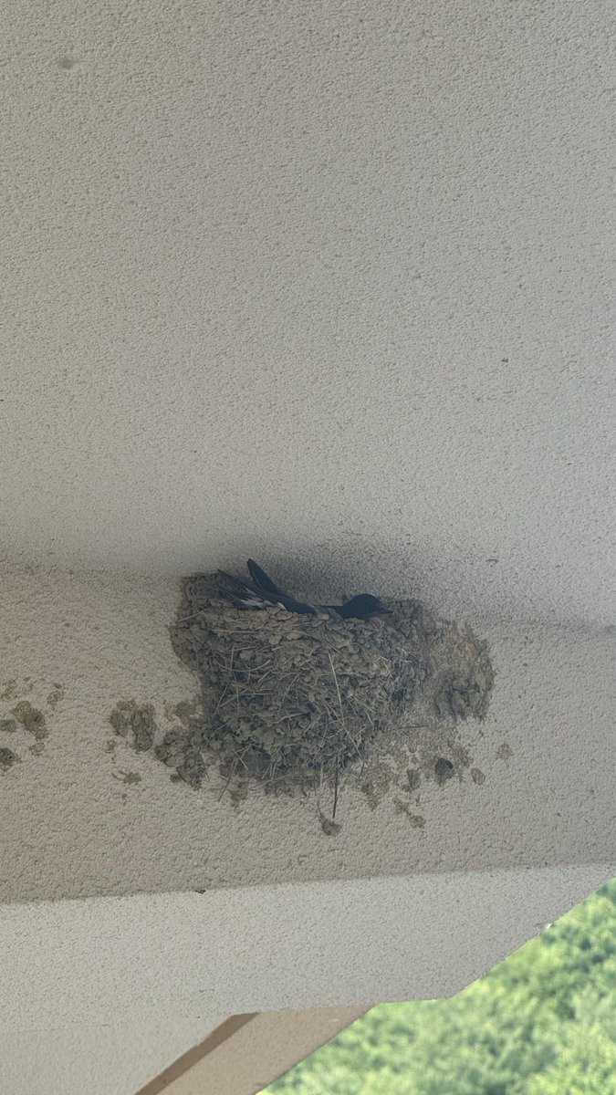 おもてはらchef@上勝locanda del pertornare tweet media