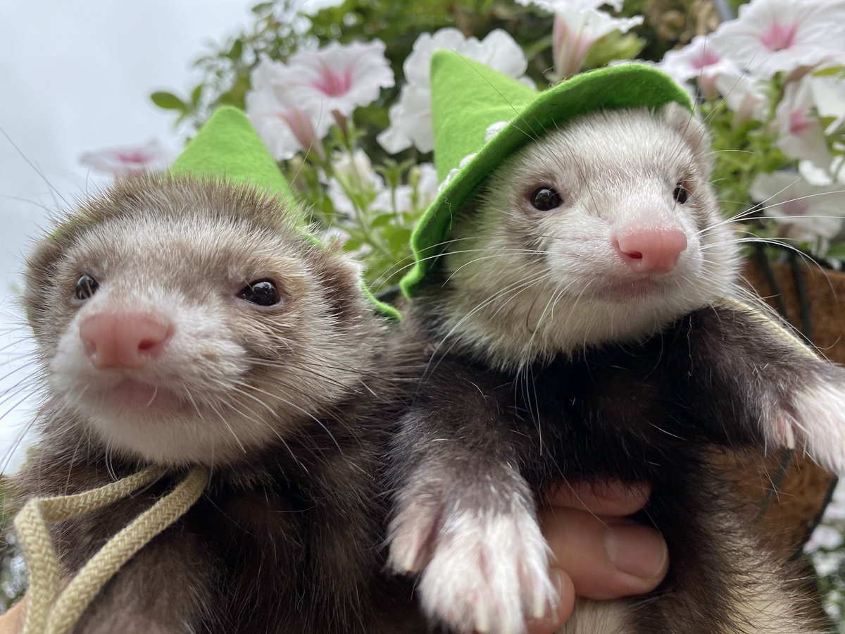 圧【あつ】 tweet media