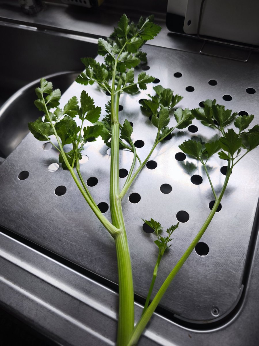 葬送のgozilla@やまちゃん tweet media