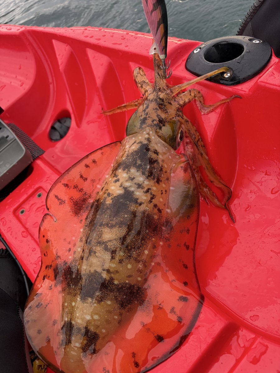 15 🛶(;｀O´)〆￣￣＼｡🐟 tweet media