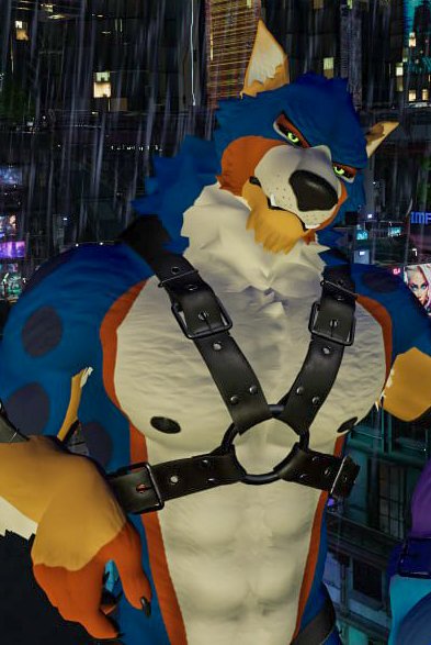 Aussie Bulge tweet media