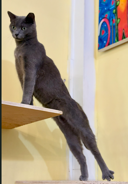 RappCatsAdopt's tweet image. It's important to remember to stretch!

Moxie is taking no chances of cramping up when she gets her next zoomies!

Anyone else doing their daily stretches?

#Funny #Stretch #Kitty #AdoptMe #Virginia