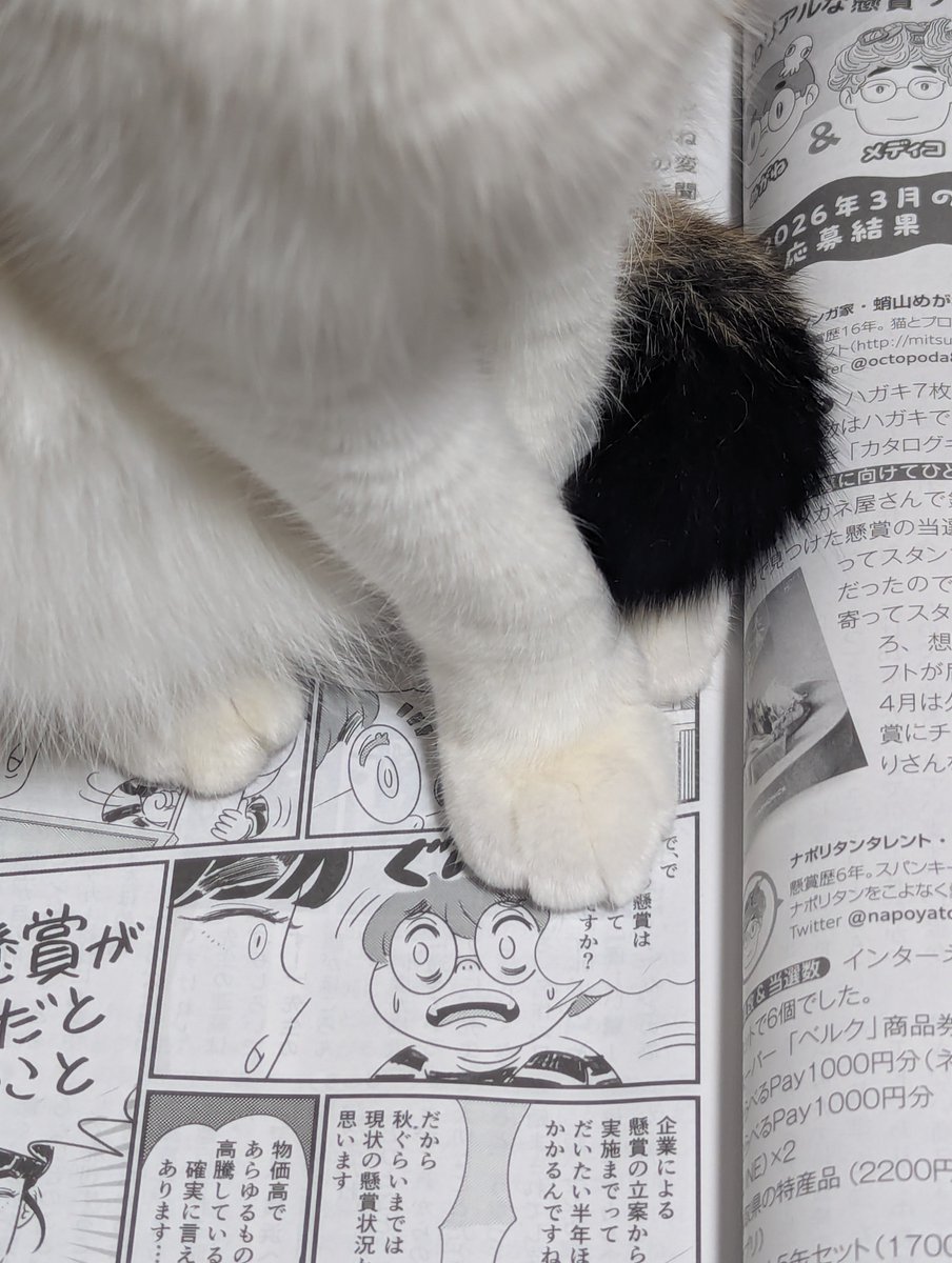 保護猫おまごが邪魔してますが、白夜書房『懸賞なび』6月号発売となりました。今号は物価高と懸賞について描いています。#懸賞 #白夜書房