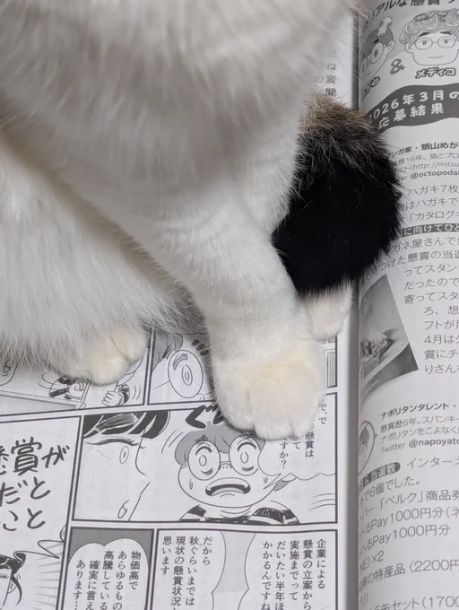 保護猫おまごが邪魔してますが、白夜書房『懸賞なび』6月号発売となりました。今号は物価高と懸賞について描いています。#懸賞 #白夜書房 
