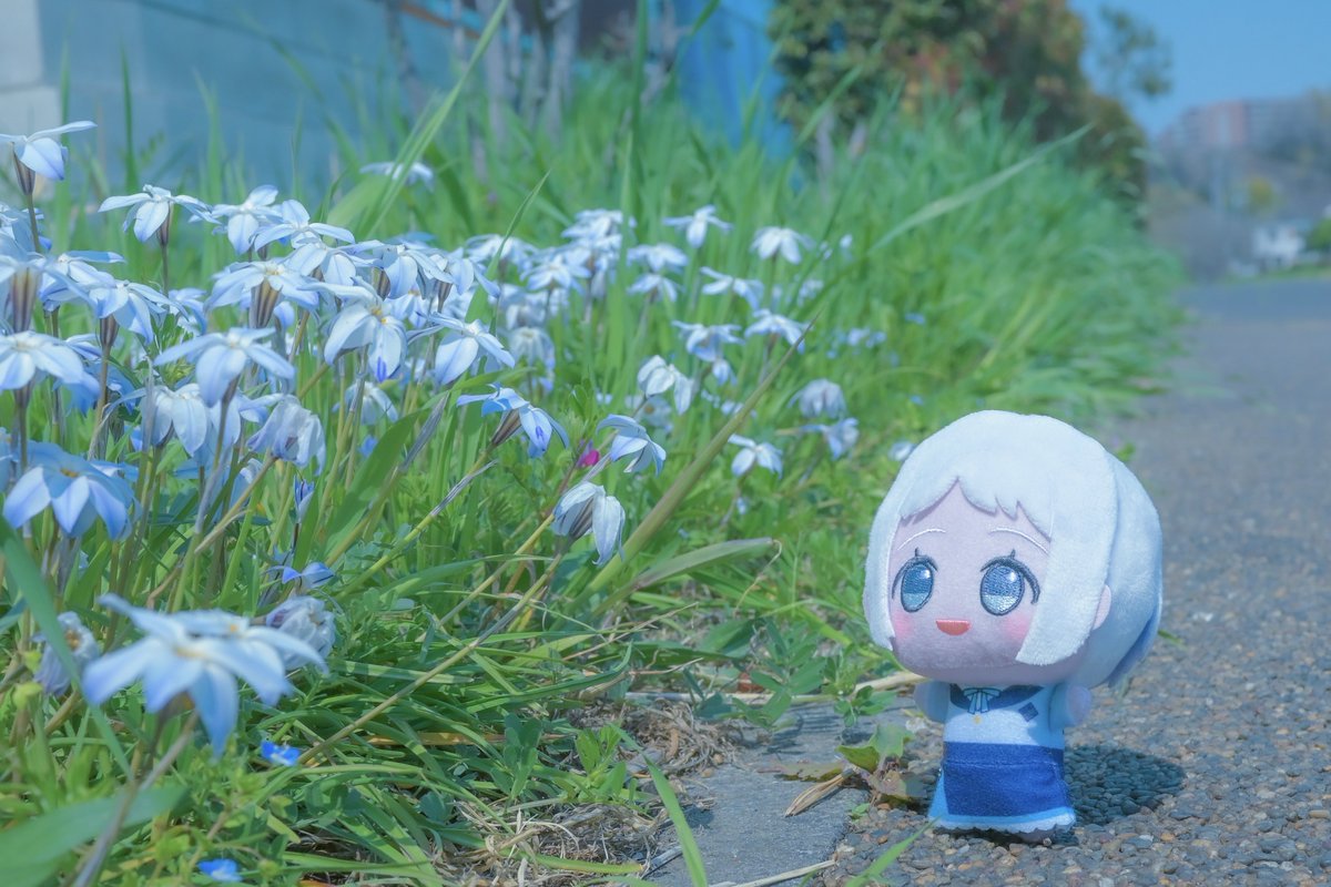 大葉しそ(ぬい活) tweet media