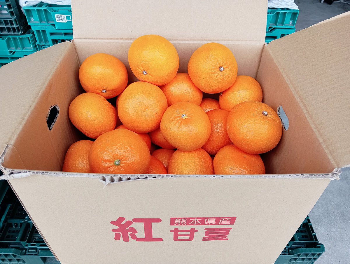turtle_shien's tweet photo. 美味しい甘夏が沢山入荷しました♪
そのまま食べても美味しいですし、ジャムやマーマレードにも🍊

お立ち寄りの際は手に取ってみてくれたら嬉しいです😊 https://t.co/oqhIT6OwPW