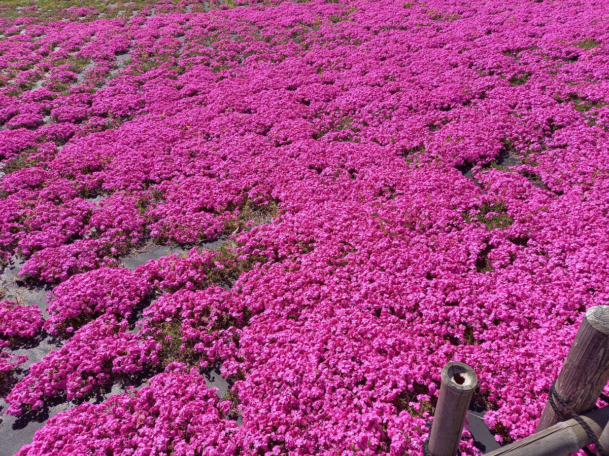 シュバイツァー tweet media