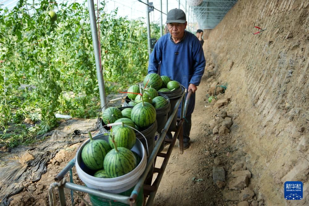 french_renmin's tweet photo. Dans le comté de Changle, dans le #Shandong (est de la Chine), les petites pastèques sont en pleine récolte. Principale culture commerciale locale, elles couvrent environ 160 000 mu (soit 10 667 hectares), pour une production annuelle de plus de 600 000 tonnes. #pasteque https://t.co/n67mx4CM7U