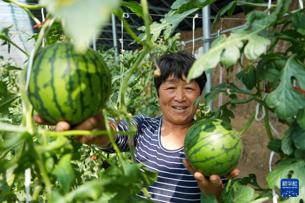 french_renmin's tweet photo. Dans le comté de Changle, dans le #Shandong (est de la Chine), les petites pastèques sont en pleine récolte. Principale culture commerciale locale, elles couvrent environ 160 000 mu (soit 10 667 hectares), pour une production annuelle de plus de 600 000 tonnes. #pasteque https://t.co/n67mx4CM7U