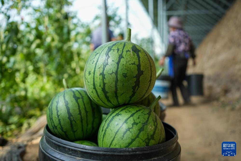 french_renmin's tweet photo. Dans le comté de Changle, dans le #Shandong (est de la Chine), les petites pastèques sont en pleine récolte. Principale culture commerciale locale, elles couvrent environ 160 000 mu (soit 10 667 hectares), pour une production annuelle de plus de 600 000 tonnes. #pasteque https://t.co/n67mx4CM7U
