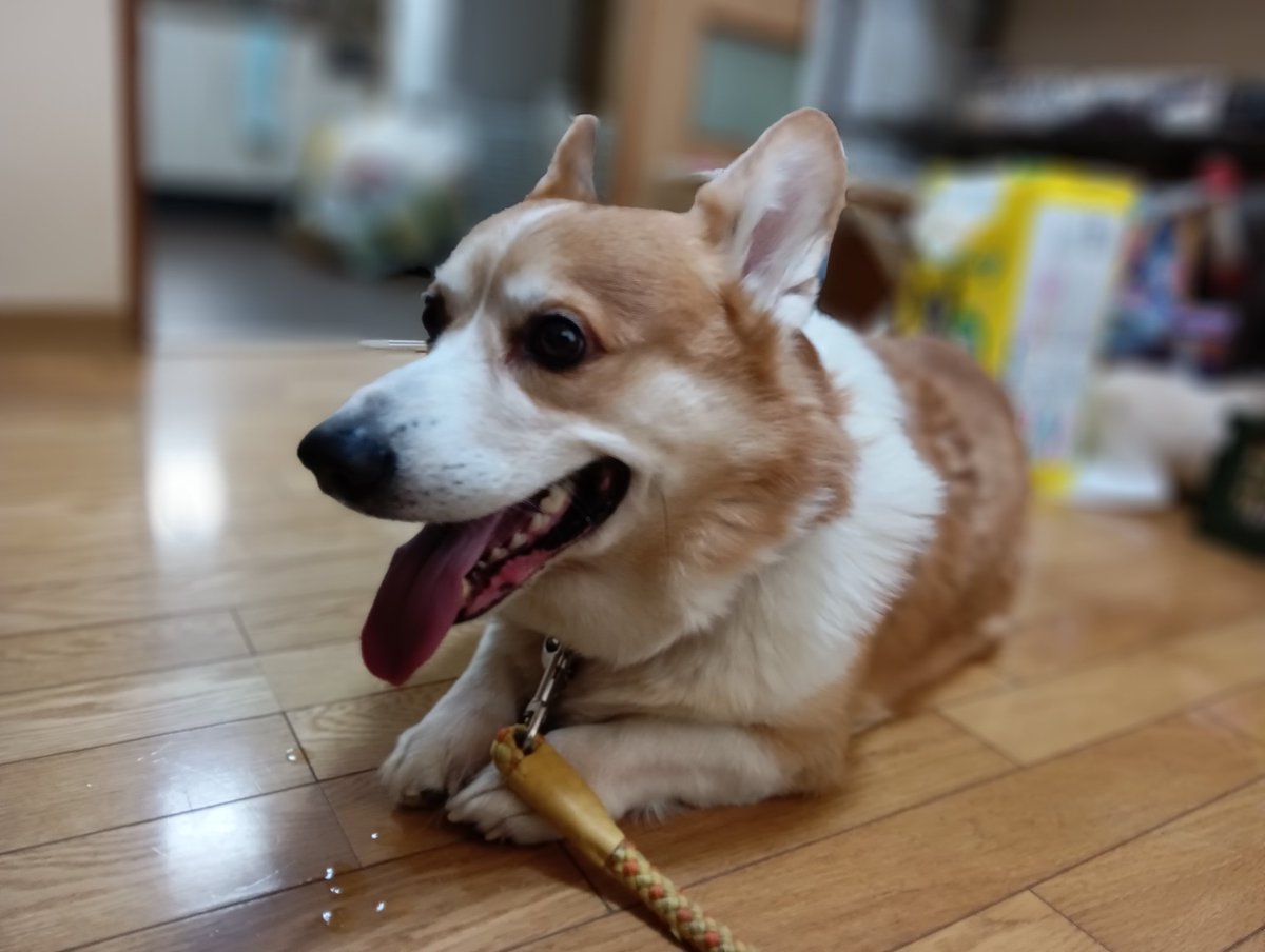 こぎ父 tweet media