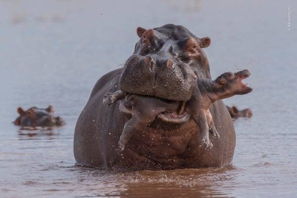 🧐 Más ciencia

Lo peor que puede pasar al analizar o interactuar con la naturaleza, es romantizarla.  En mi opinión, ese es un síntoma de la ruptura sociedad-naturaleza.