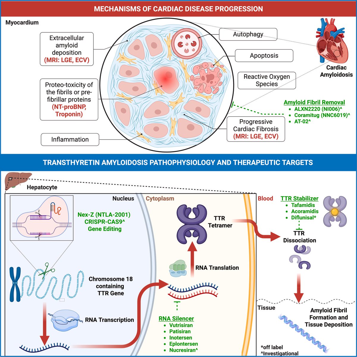Yevgeniy Brailovsky DO MSc FACC tweet media