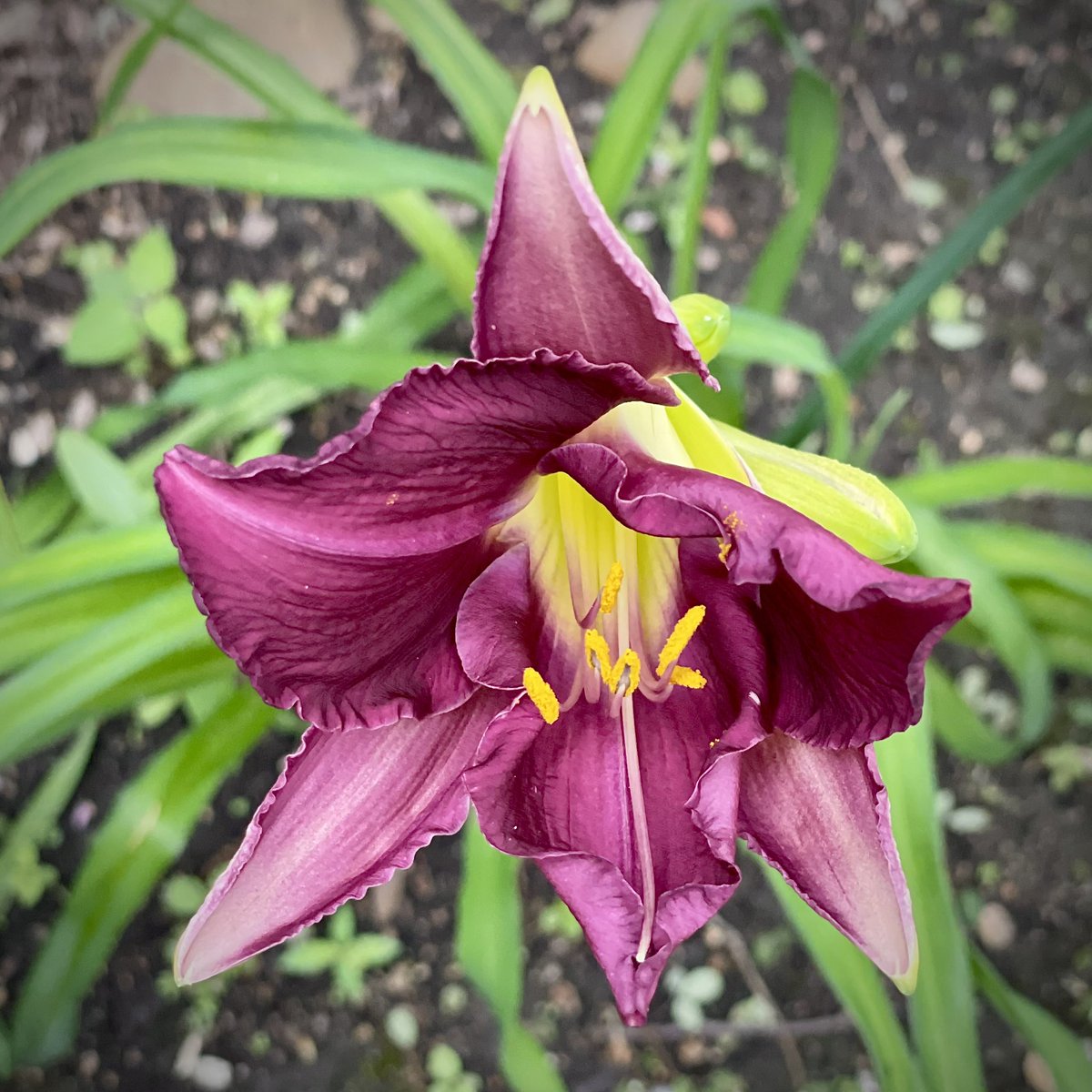 Recent Daylily photos!