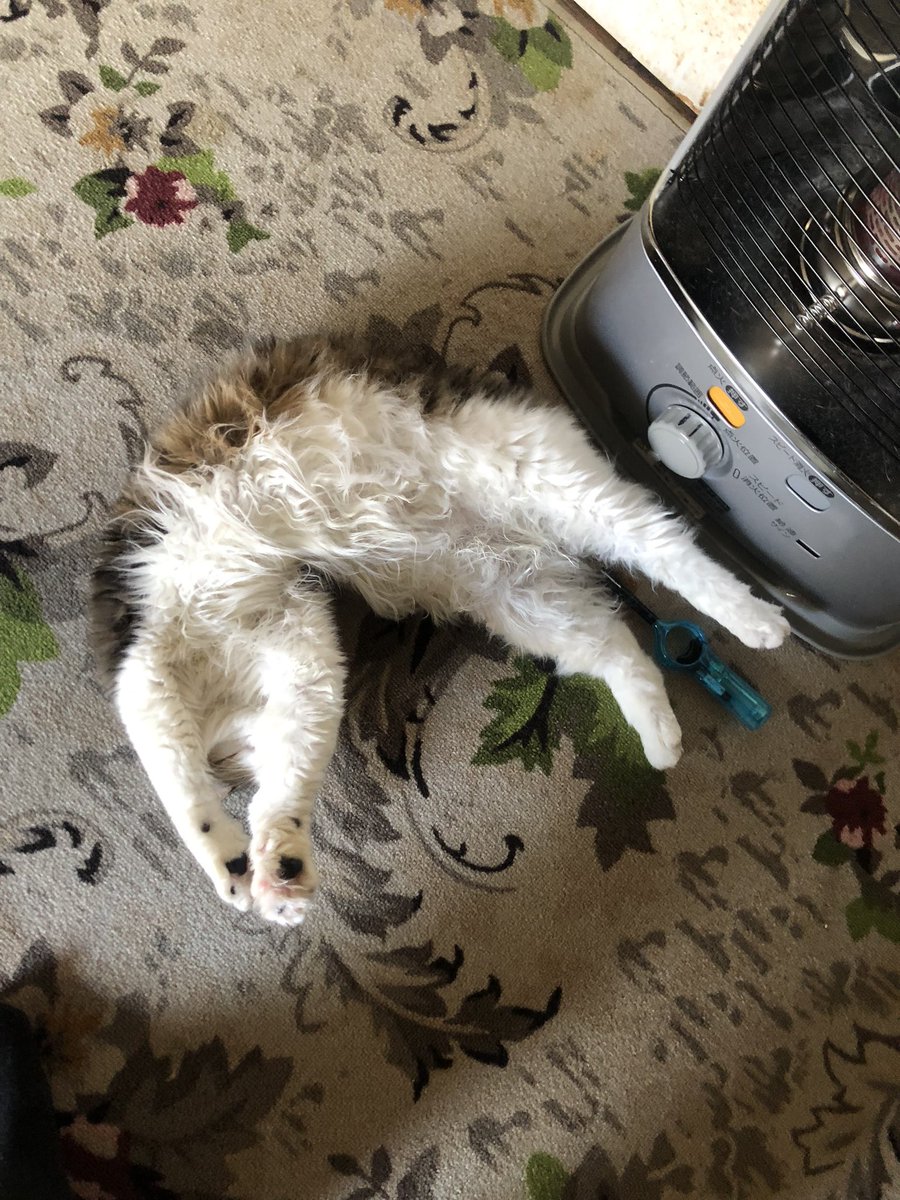 QKくん tweet media