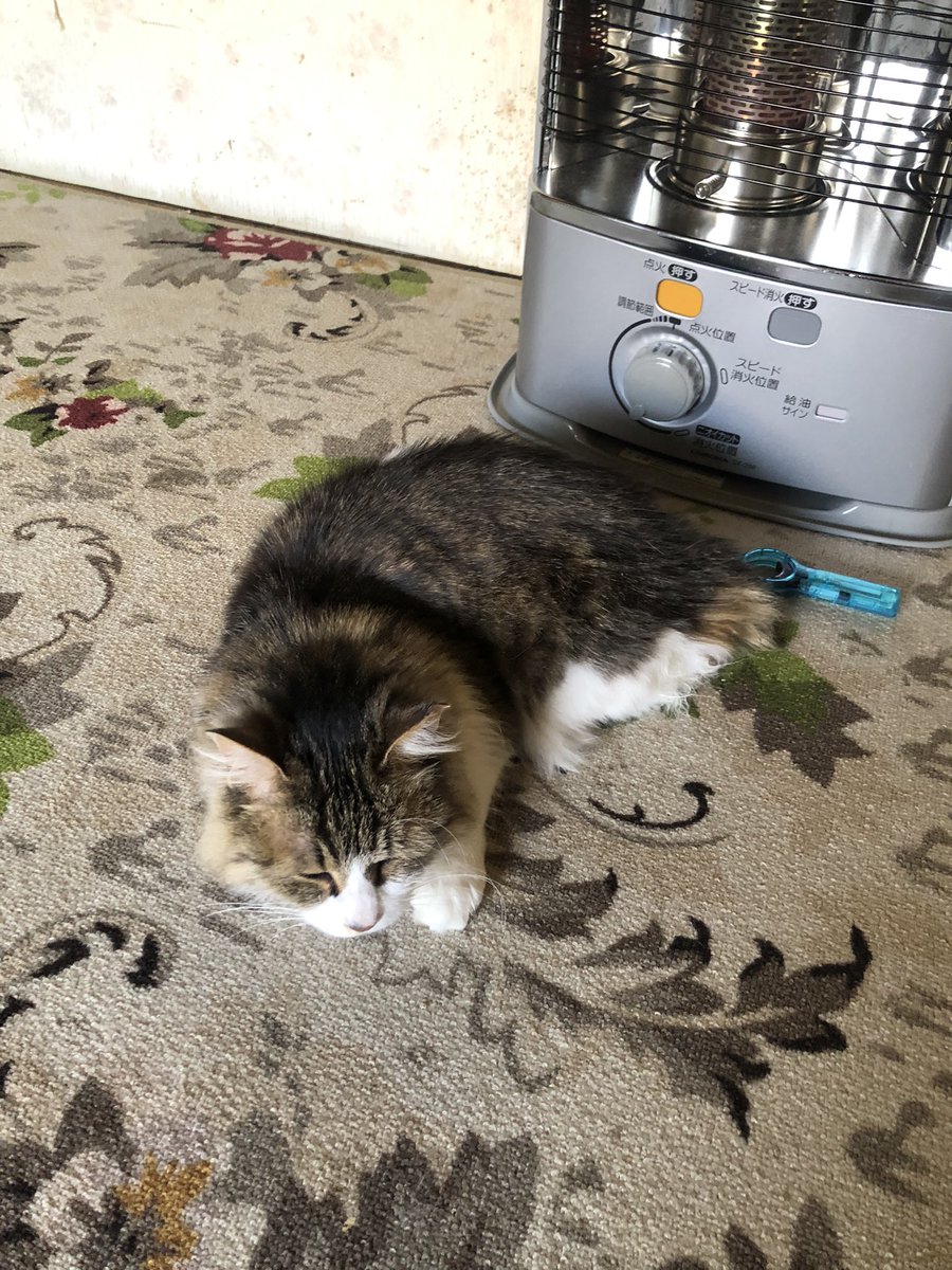 QKくん tweet media