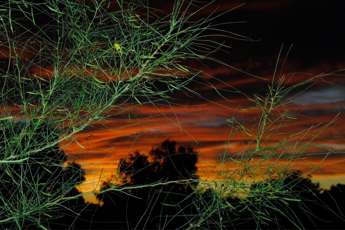 HLHughes03's tweet image. 04/21/2026, 🌵Making my #Tuesday  rounds in #PinalCounty #Arizona #Maricopa, #getoutside, never got a dime from the SPLC👍GN🌵🇺🇸