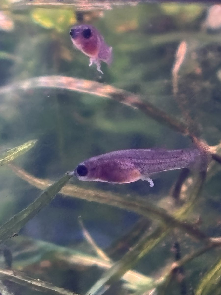 正気の沙汰ノペルカも金次第 tweet media