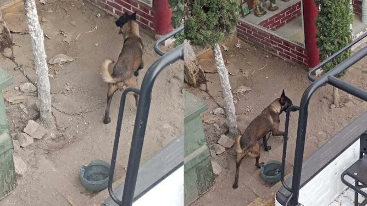 🚨🇲🇽Ojos en Edomex😑👇🏻

Maltrato animal en Edomex: Virgo, perro policía de Nicolás Romero, descuidado y sin alimento
Denuncian vecinos que el can se encuentra amarrado a las afueras del C4 municipal, sin realizar actividad física; el lomito costó 208 mil 800 pesos

🙄