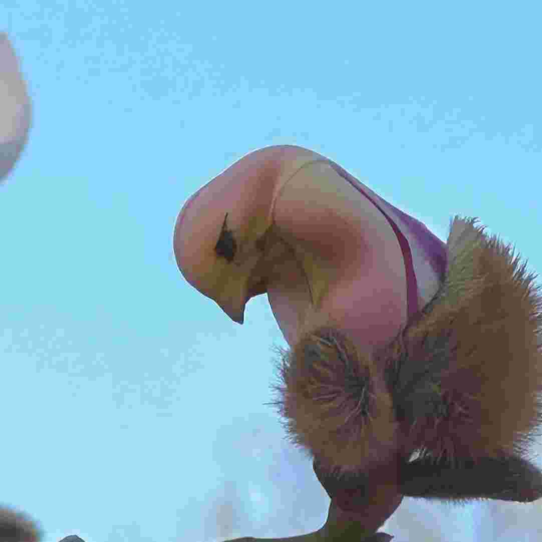 real_time_china's tweet image. Does this flower look like it turned from a bird? It is actually a type of magnolia native to Shaanxi, Gansu, Henan and other regions in China! What other unique and interesting plants have you come across? Share them in the comments!
#SpringInChina #SpringFlowers #UniquePlants