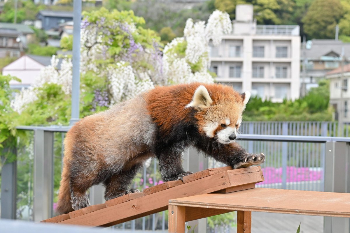 きっこ tweet media