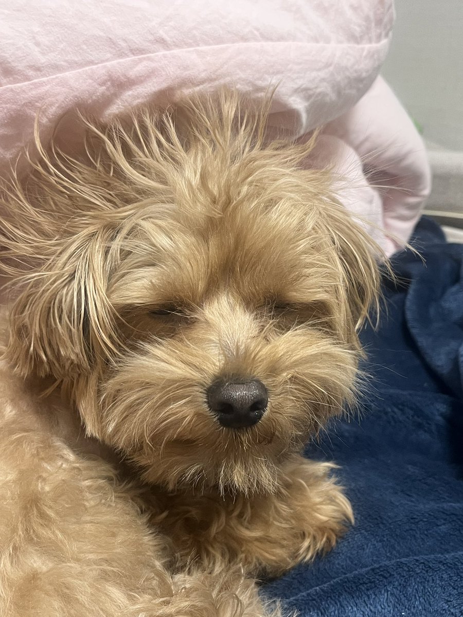 🌸김루피🌸 tweet media