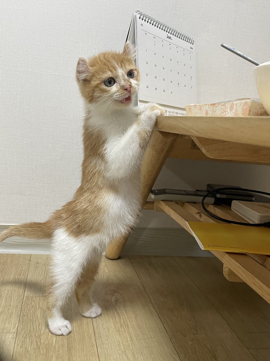 밤토리와츄원♡ tweet media