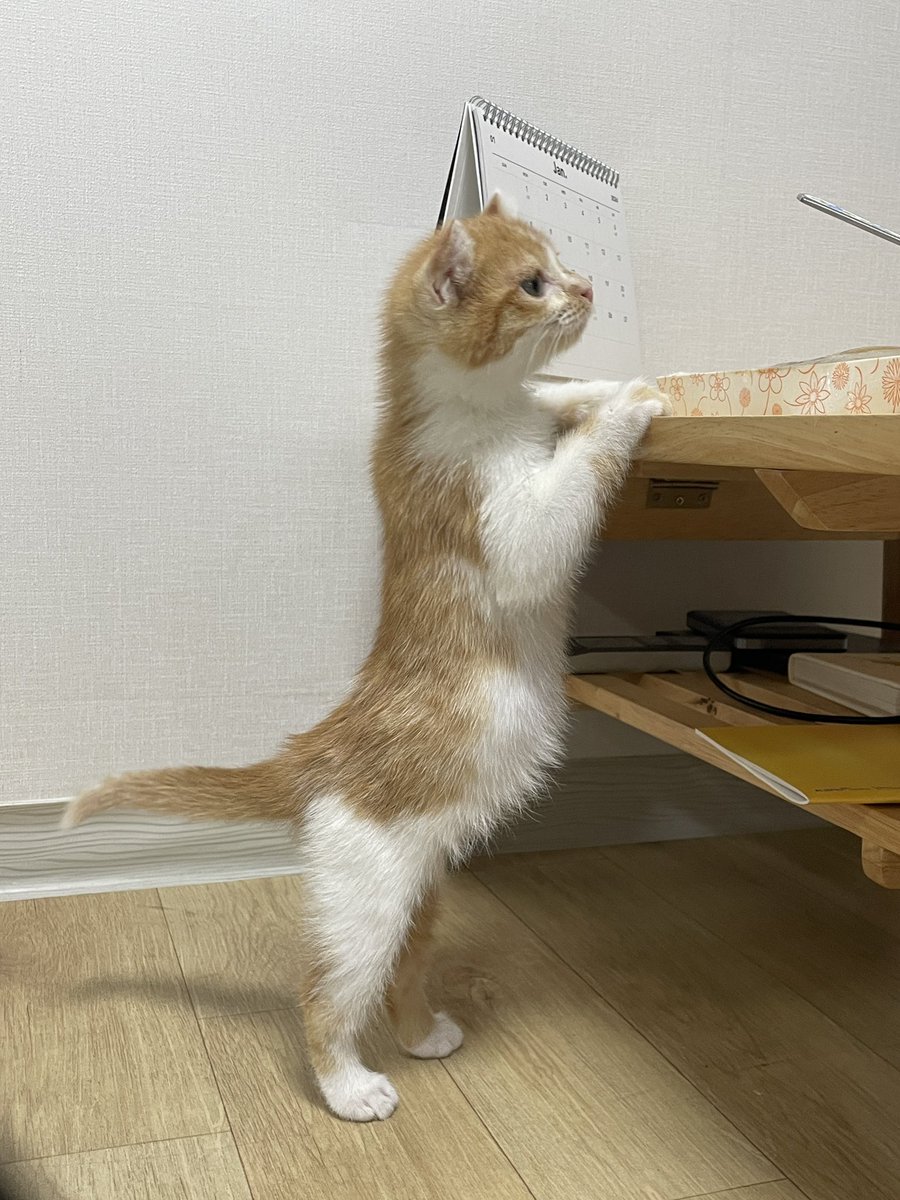 밤토리와츄원♡ tweet media