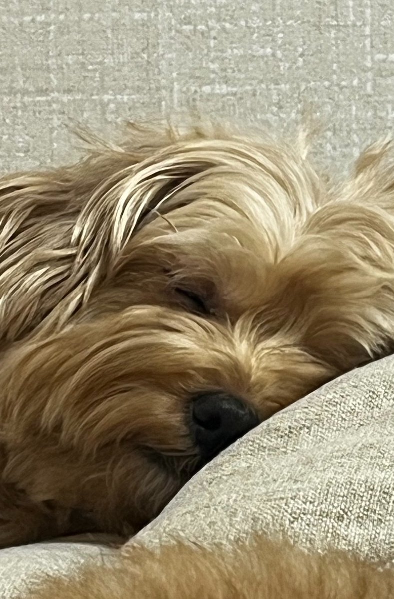 🌸김루피🌸 tweet media